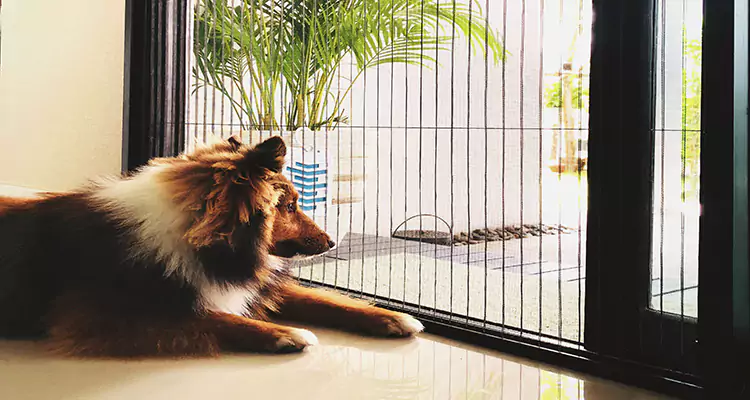 Sliding Screen Pet Door Repair in Southchase, FL